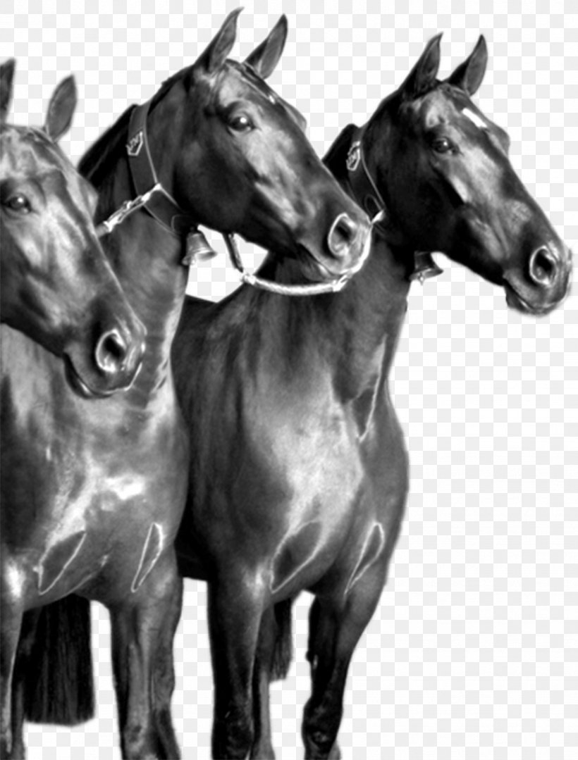 Stallion Mare Mustang Colt Halter, PNG, 1326x1745px, Stallion, Animal Husbandry, Black And White, Bridle, Colt Download Free