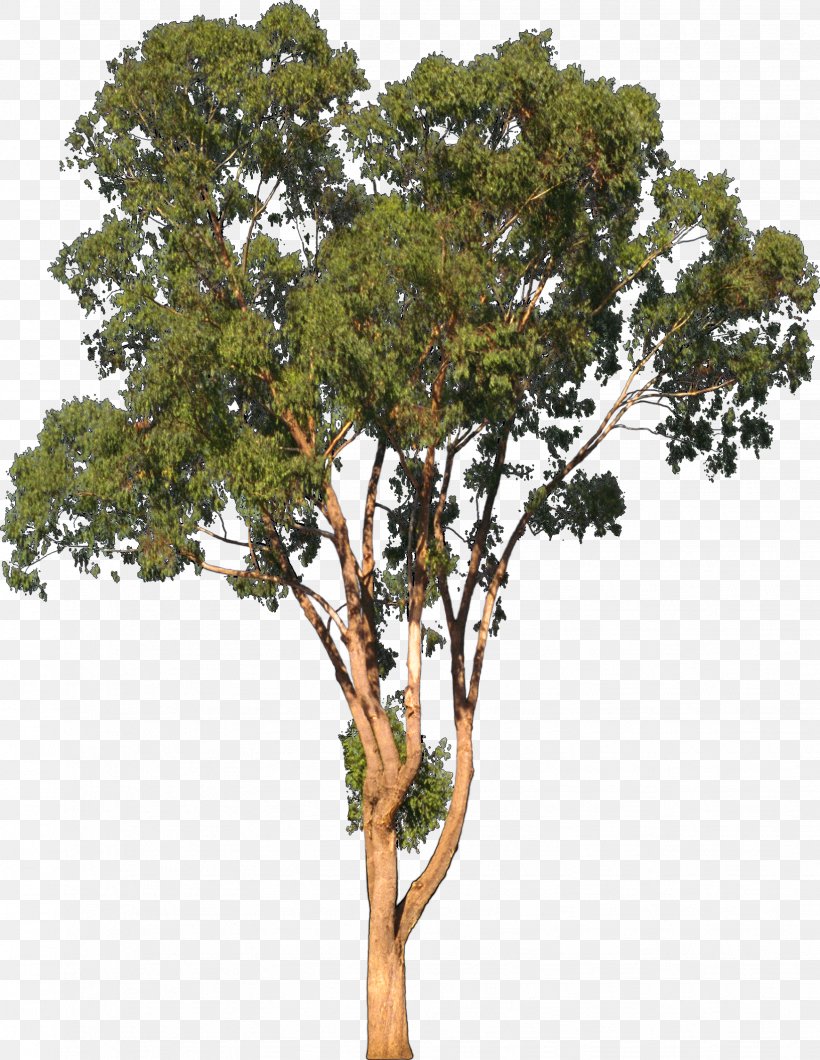 Eucalyptus Camaldulensis Tree Shrub Clip Art, PNG, 1634x2114px, Eucalyptus Camaldulensis, Branch, Digital Image, Erythrina Caffra, Gum Trees Download Free