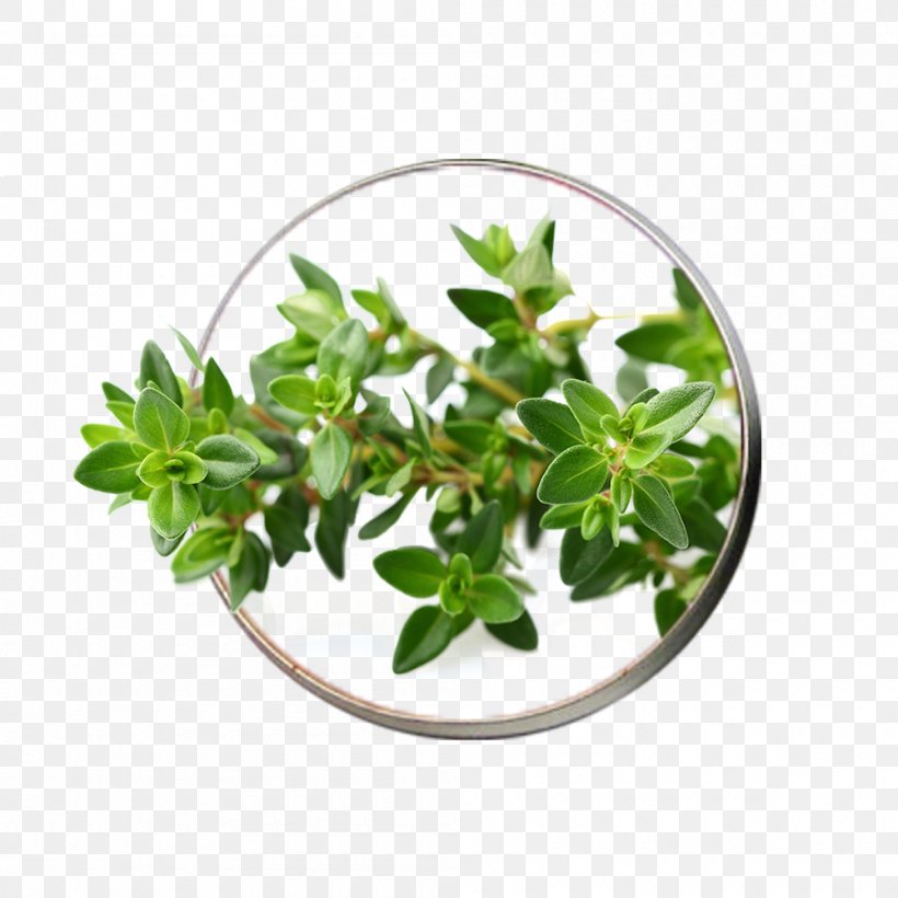 Garden Thyme Herb Seed Vegetable, PNG, 1000x1000px, Thyme, Breckland Thyme, Capsule, Flowerpot, Food Download Free