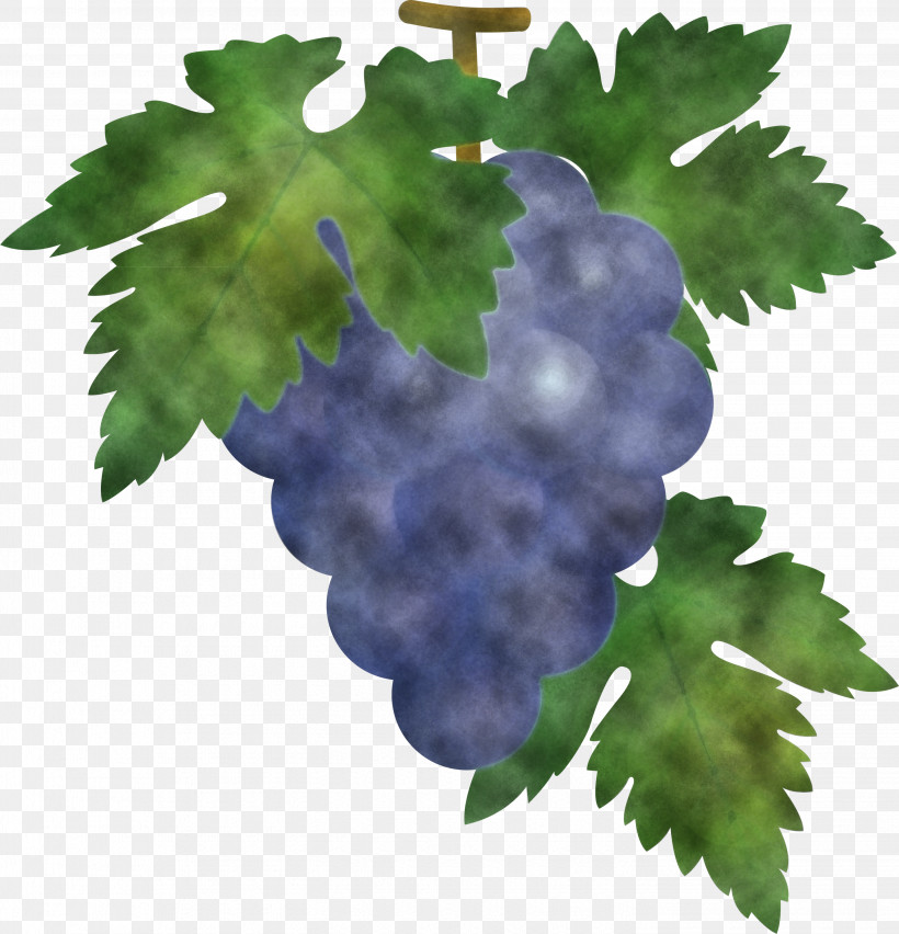 Grape Grapes Fruit, PNG, 2887x3000px, Grape, Flower, Fruit, Grape Leaves, Grapes Download Free