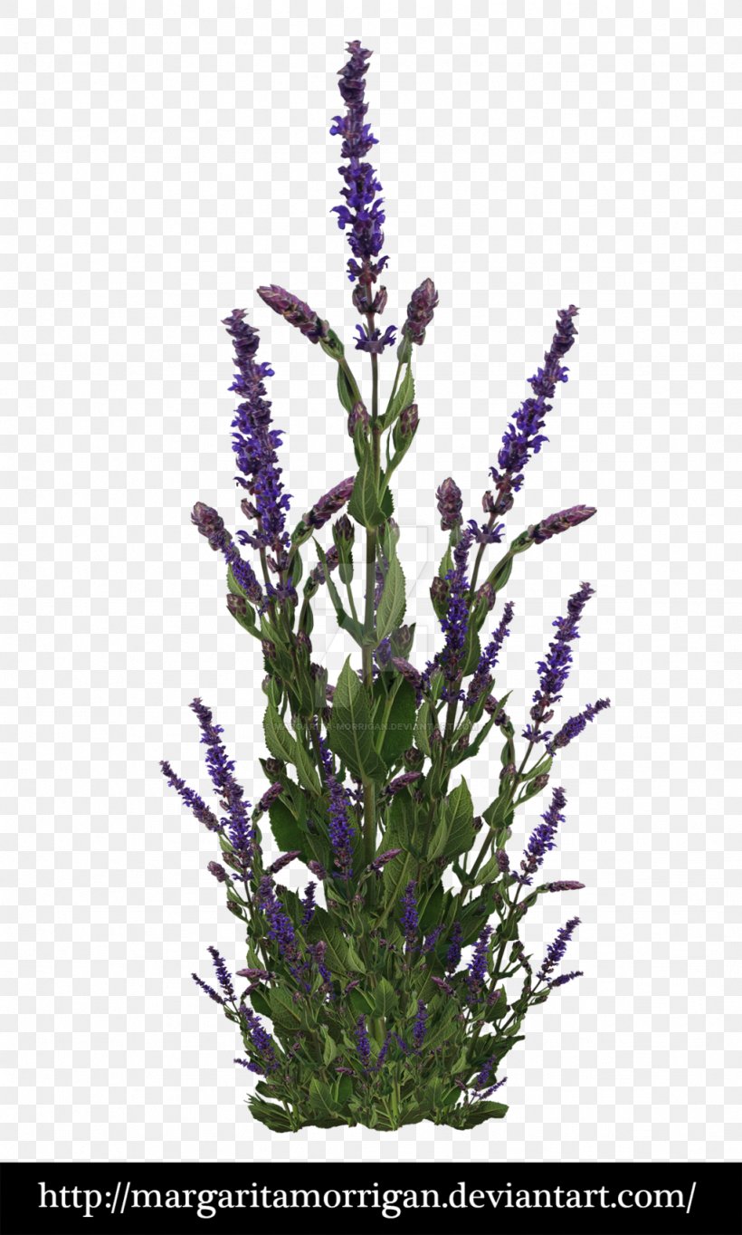 Lavandula Dentata Plant Purple Shrub, PNG, 1024x1704px, Lavandula Dentata, Deviantart, English Lavender, Flower, Flowering Plant Download Free