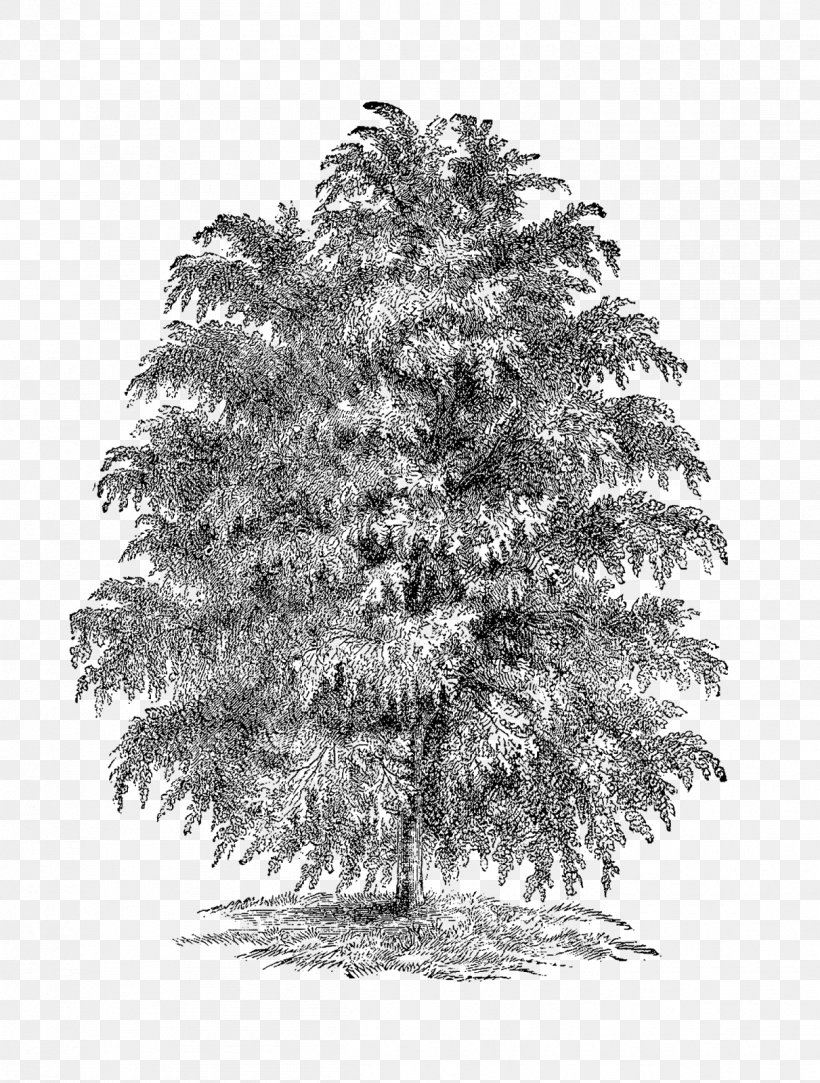 Spruce Fir Larch Christmas Tree, PNG, 1211x1600px, Spruce, Black And White, Branch, Cedar, Christmas Tree Download Free