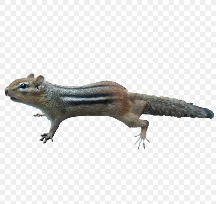 Squirrels And Chipmunks Squirrels And Chipmunks Rodent Image, PNG, 1280x1208px, Chipmunk, Animal, Animal Figure, Fauna, Lizard Download Free