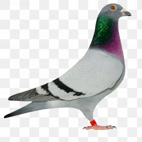 Pigeon cake toppers | Dessert decoration, Cake decorating, Cake creations
