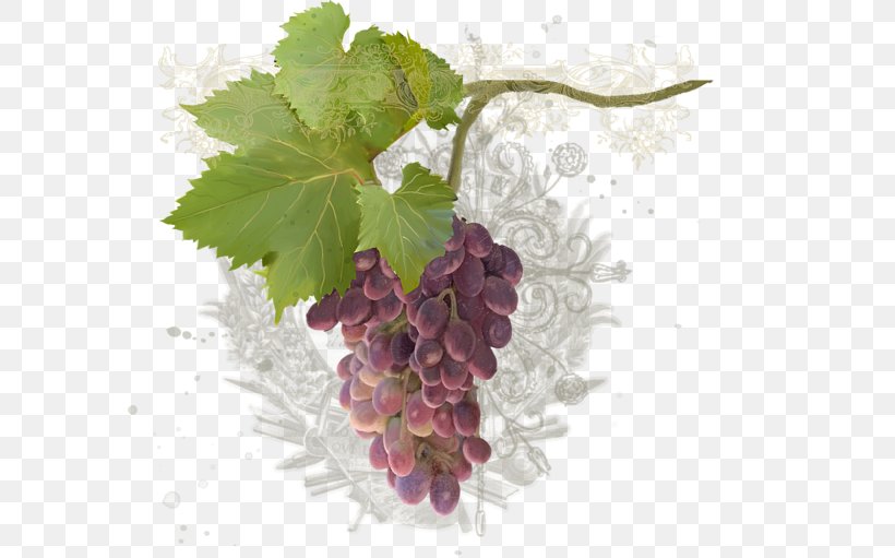 Common Grape Vine Zante Currant Seedless Fruit Grape Seed Extract, PNG, 600x511px, Grape, Common Grape Vine, Currant, Extract, Flowering Plant Download Free