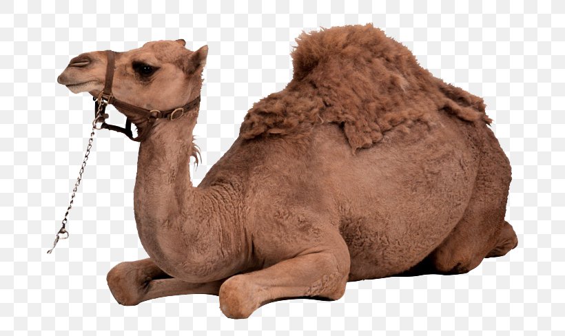 Dromedary Bactrian Camel Clip Art, PNG, 760x488px, Dromedary, Arabian Camel, Bactrian Camel, Camel, Camel Like Mammal Download Free