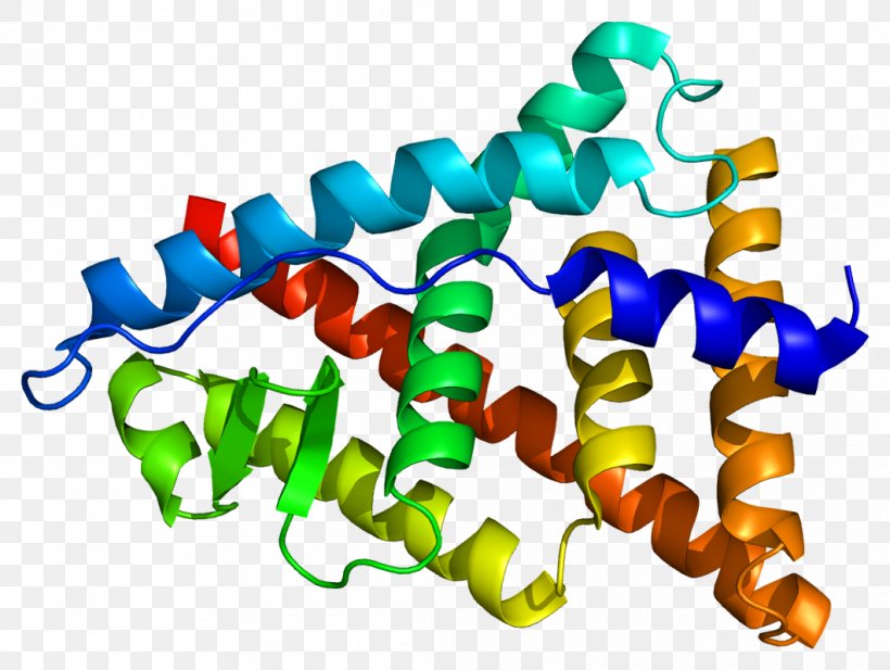 Estrogen Receptor Beta Estrogen Receptor Alpha Nuclear Receptor, PNG, 1061x799px, Estrogen Receptor Beta, Biochemistry, Cancer, Conjugated Estrogens, Estrogen Download Free