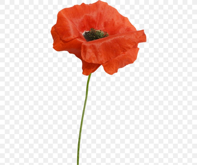Poppy Cut Flowers Clip Art, PNG, 400x689px, Poppy, Coquelicot, Cut Flowers, Flower, Flowering Plant Download Free