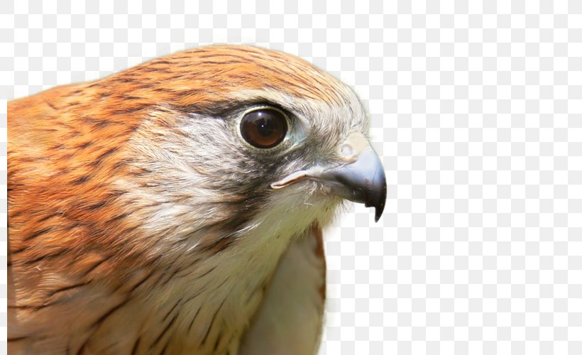 Bird Falcon Image American Kestrel, PNG, 800x500px, Bird, American Kestrel, Animal, Beak, Bird Of Prey Download Free