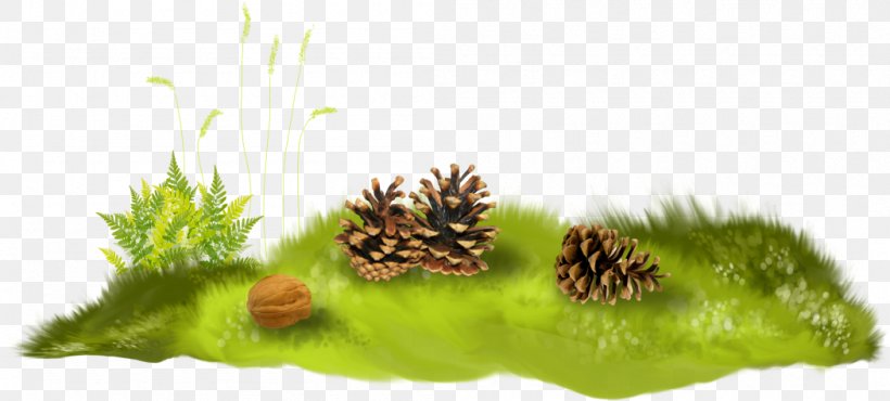 Conifer Cone Computer Animation Herbaceous Plant Clip Art, PNG, 1050x474px, 2017, 2018, Conifer Cone, Aquarium Decor, Basabizitza Download Free