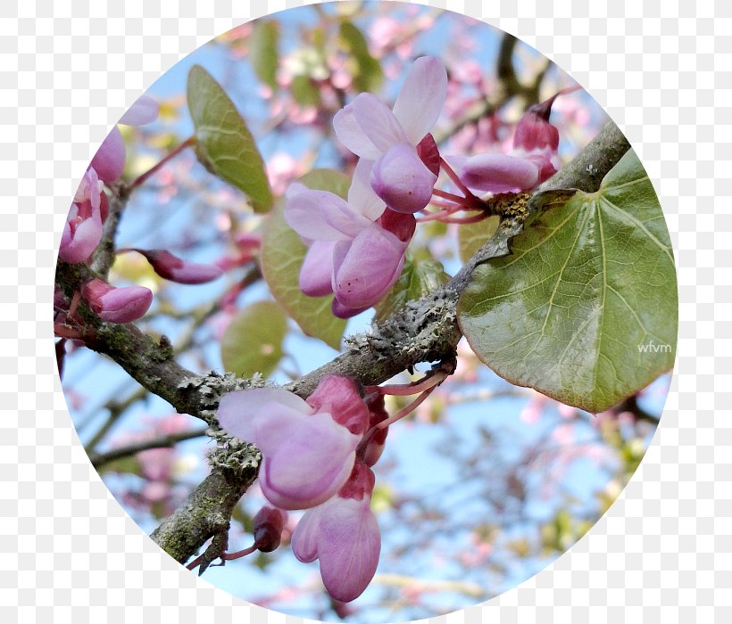 Lilac Petal Branching, PNG, 700x700px, Lilac, Blossom, Branch, Branching, Flower Download Free