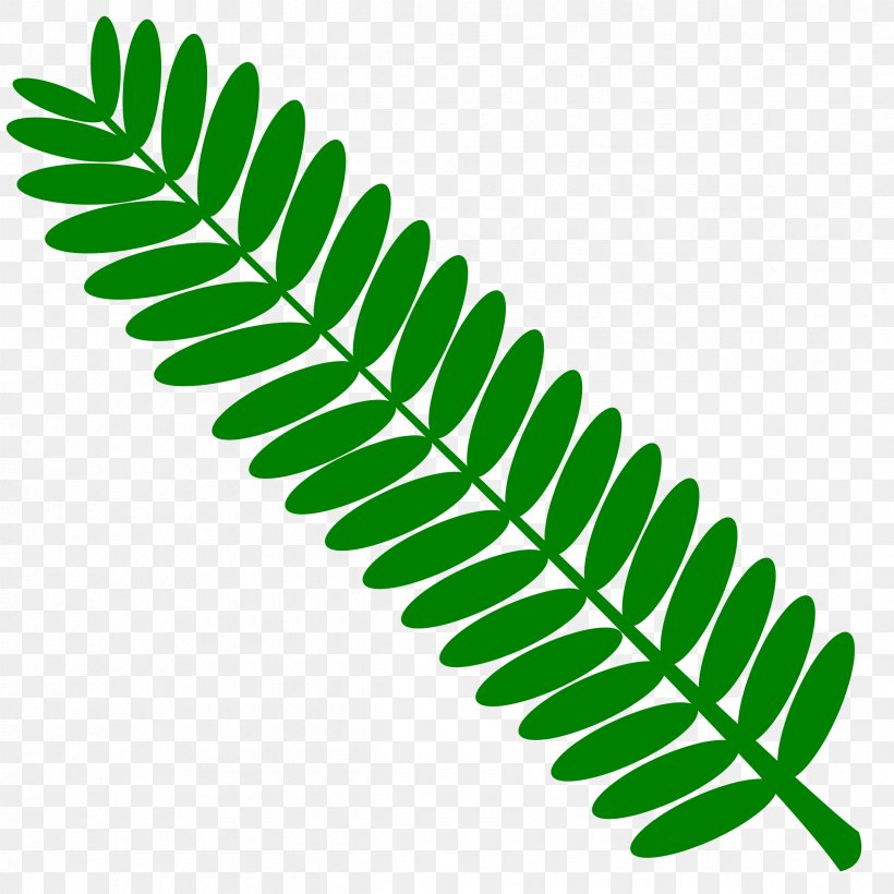 Mimosa Pudica Leaf Twig Plant, PNG, 2400x2400px, Mimosa, Acacia Dealbata, Albizia Julibrissin, Grass, Green Download Free