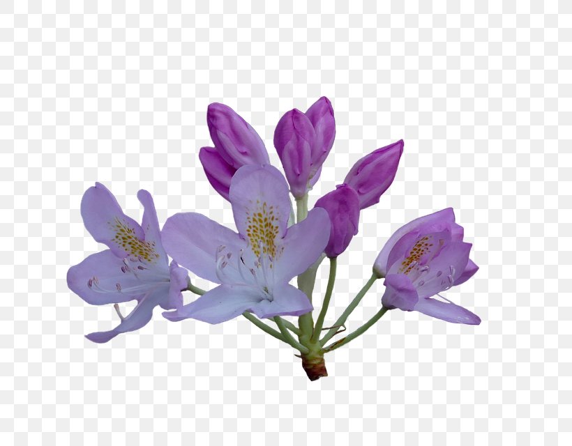 Clip Art Image Stock.xchng Azalea, PNG, 640x640px, Azalea, Crocus, Flower, Flowering Plant, Lavender Download Free