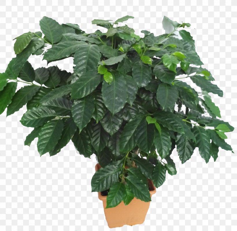 Houseplant Leaf Arabica Coffee Flowerpot, PNG, 2280x2224px, Houseplant, Arabica Coffee, Coffea, Community, February 27 Download Free