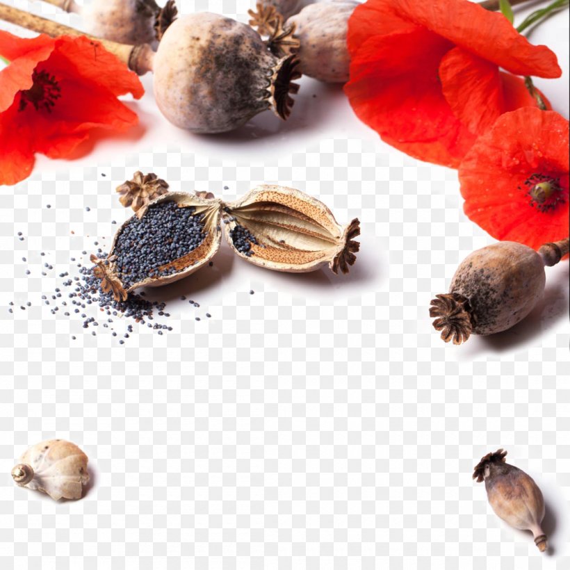 Poppy Flower Stock Photography Grauds, PNG, 1100x1100px, Poppy, Flower, Grain, Grauds, Head Download Free