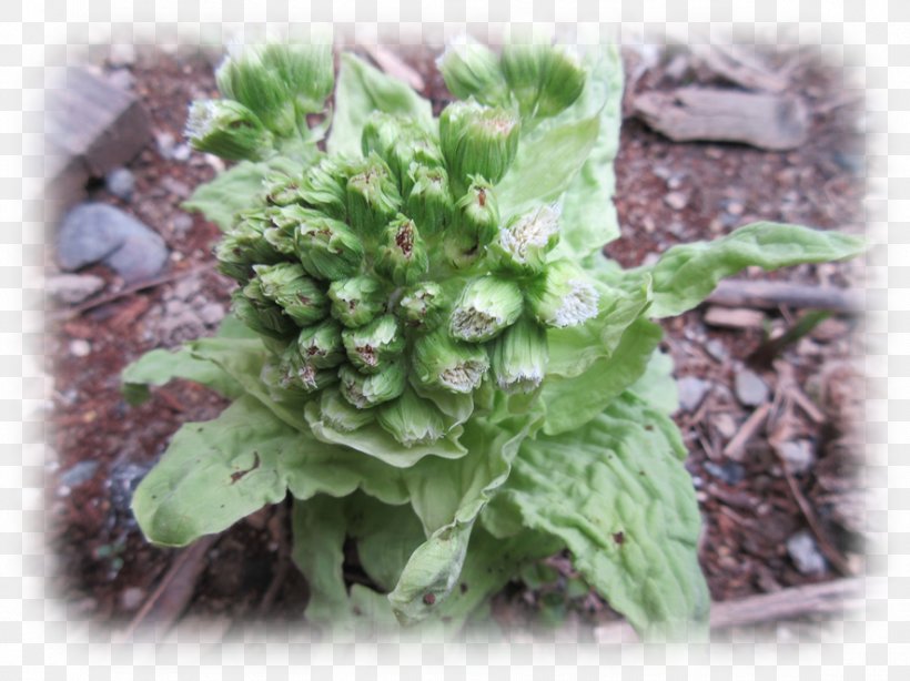 Spring Greens Herbaceous Plant Rapini Subshrub, PNG, 886x664px, Spring Greens, Herb, Herbaceous Plant, Leaf Vegetable, Plant Download Free