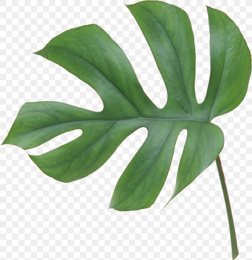 Swiss Cheese Plant Leaf Flower Philodendron Bipinnatifidum, PNG, 1944x2007px, Swiss Cheese Plant, Arecaceae, Artificial Flower, Flower, Leaf Download Free