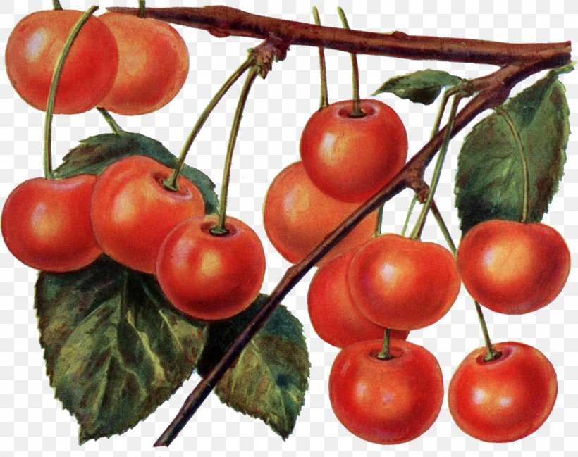 Tomato Cherry Fruit Cerasus Maraschino, PNG, 1492x1182px, Tomato, Apple, Berry, Bush Tomato, Cerasus Download Free