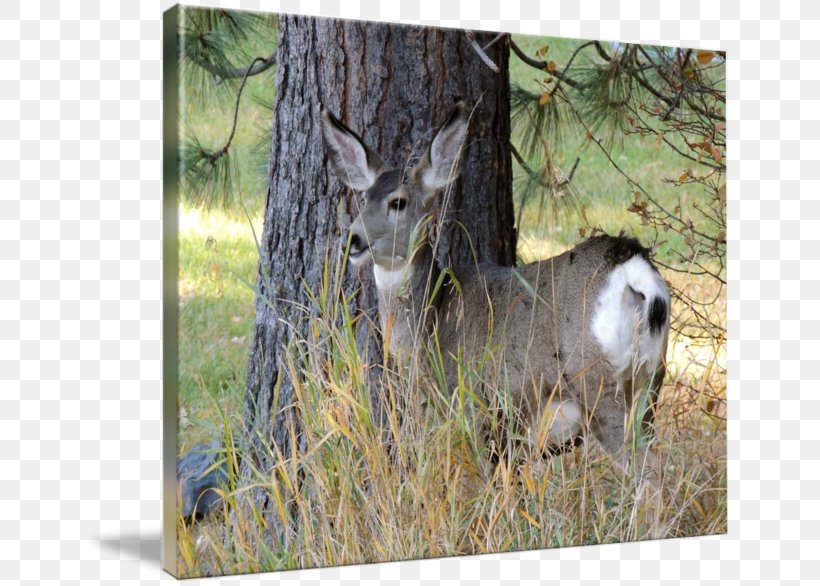 White-tailed Deer Gallery Wrap Canvas Animal, PNG, 650x586px, Whitetailed Deer, Animal, Art, Canvas, Deer Download Free