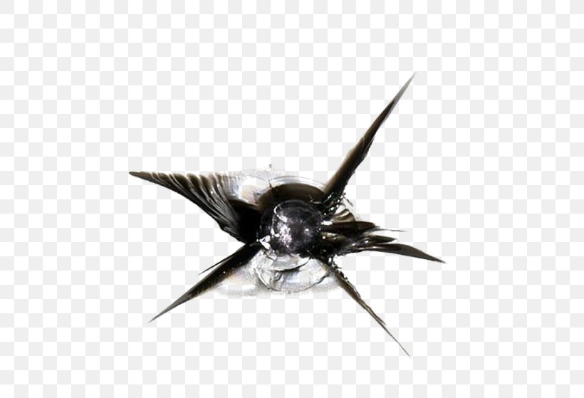 Windshield Beak Star, PNG, 500x559px, Windshield, Beak, Bird, Star, Wing Download Free
