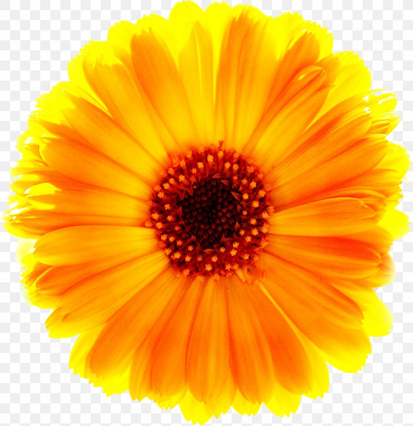 Yellow Common Daisy Flower, PNG, 1617x1668px, Yellow, Calendula, Common Daisy, Daisy Family, Flower Download Free