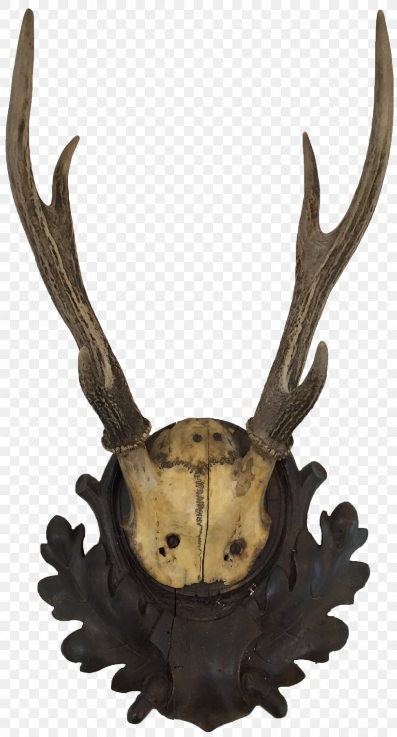 Deer Antler Horn Trophy Hunting Animal Product, PNG, 1000x1853px, Deer, Animal, Animal Product, Antler, Breadboard Download Free
