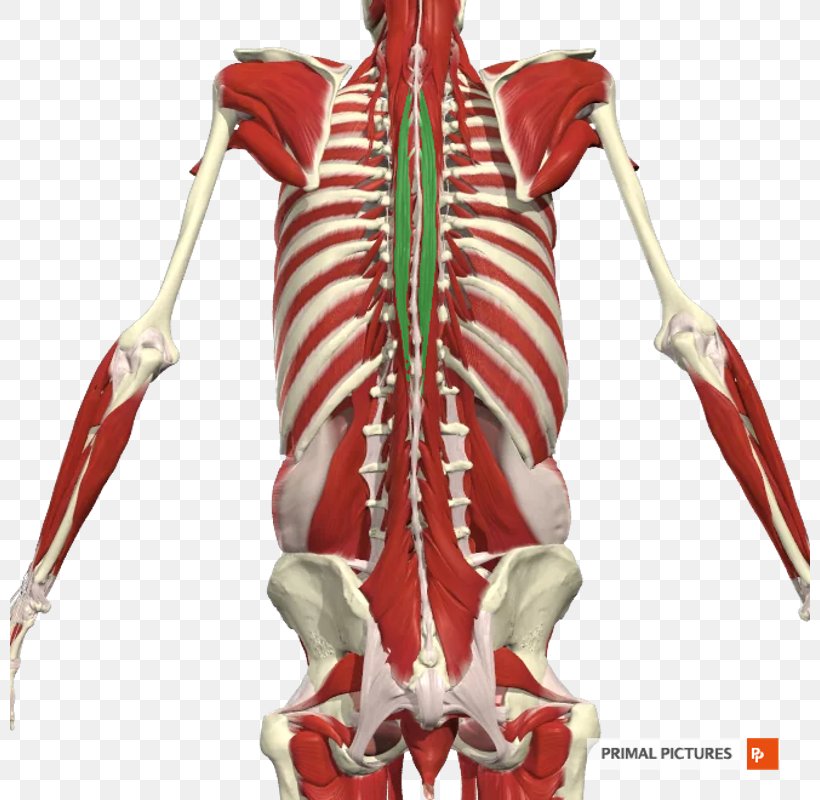 Erector Spinae Muscles Bone Latissimus Dorsi Muscle Transverse Abdominal Muscle, PNG, 800x800px, Watercolor, Cartoon, Flower, Frame, Heart Download Free
