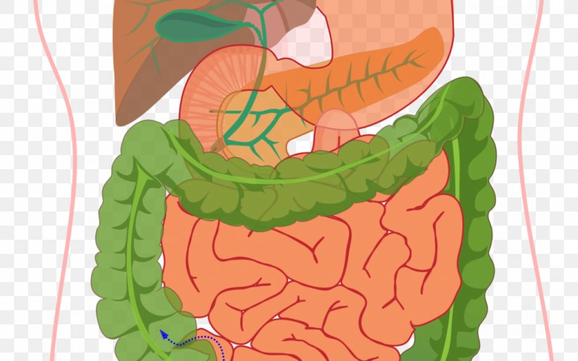 Human Digestive System Diagram Digestion Gastrointestinal Tract Human Body, PNG, 1080x675px, Watercolor, Cartoon, Flower, Frame, Heart Download Free