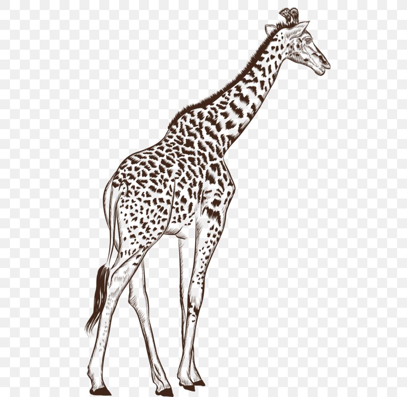 Northern Giraffe Black And White Drawing Cartoon, PNG, 515x800px, Northern Giraffe, Animal, Black And White, Cartoon, Drawing Download Free