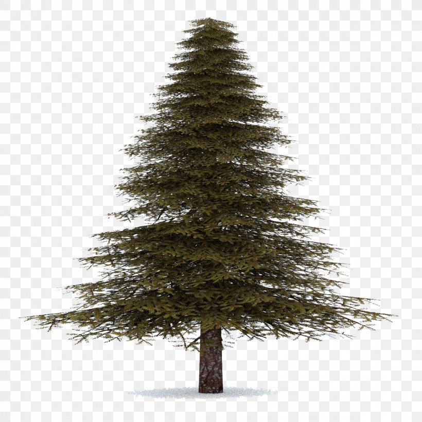 Pine Tree Fraser Fir Clip Art Balsam Fir, PNG, 1200x1200px, Pine, Balsam Fir, Christmas Decoration, Christmas Ornament, Christmas Tree Download Free