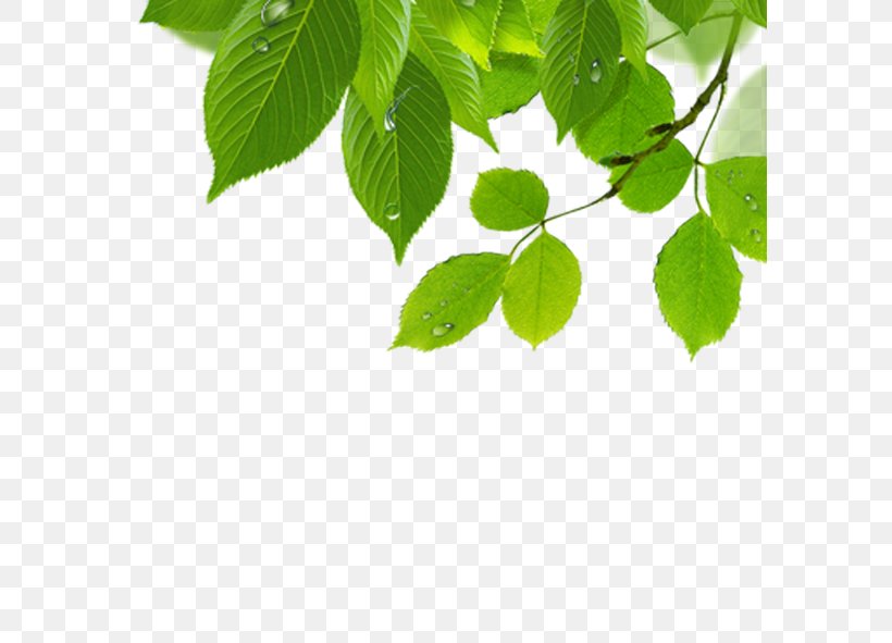Leaf Wallpaper, PNG, 591x591px, Leaf, Branch, Essential Oil, Grass, Green  Download Free
