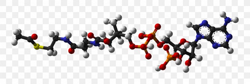 Acetyl-CoA Carboxylase Coenzyme A Acetyl Group Citric Acid Cycle, PNG, 1100x373px, Acetylcoa, Acetyl Group, Acetylcoa Carboxylase, Biochemistry, Body Jewelry Download Free