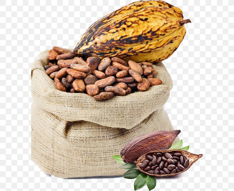 Criollo Cocoa Bean Cocoa Solids Chocolate Liquor, PNG, 602x669px, Criollo, Bean, Cereal, Chocolate, Chocolate Liquor Download Free