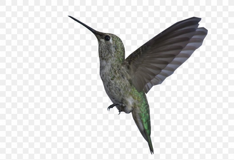 Hummingbird Wing Beak Feather, PNG, 1400x960px, Hummingbird, Beak, Bird, Dress, Egret Download Free