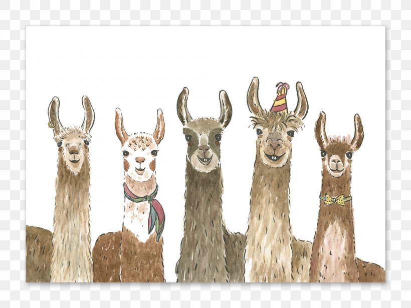 Llama Alpaca Greeting & Note Cards Birthday Wedding Invitation, PNG, 1000x750px, Llama, Alpaca, Baby Shower, Birthday, Birthday Cake Download Free