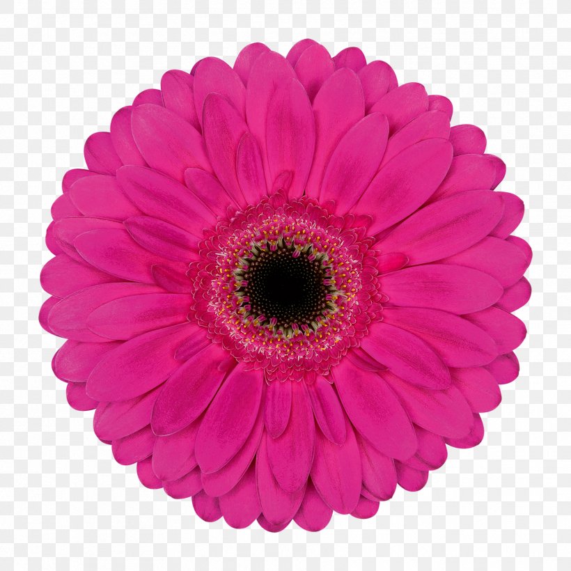 Transvaal Daisy Paper Cut Flowers Party Dentist, PNG, 1772x1772px, Transvaal Daisy, Amazoncom, Cut Flowers, Daisy Family, Dentist Download Free