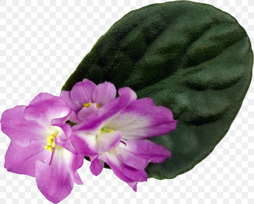 Violet Houseplant Flower Color, PNG, 1200x964px, Violet, Color, Flower, Flowering Plant, Houseplant Download Free