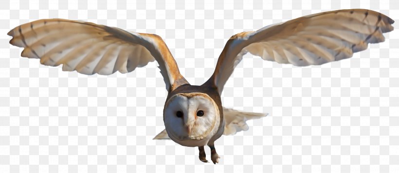 Owl Bird Wing Barn Owl Beak, PNG, 3400x1481px, Owl, Barn Owl, Beak, Bird, Bird Of Prey Download Free