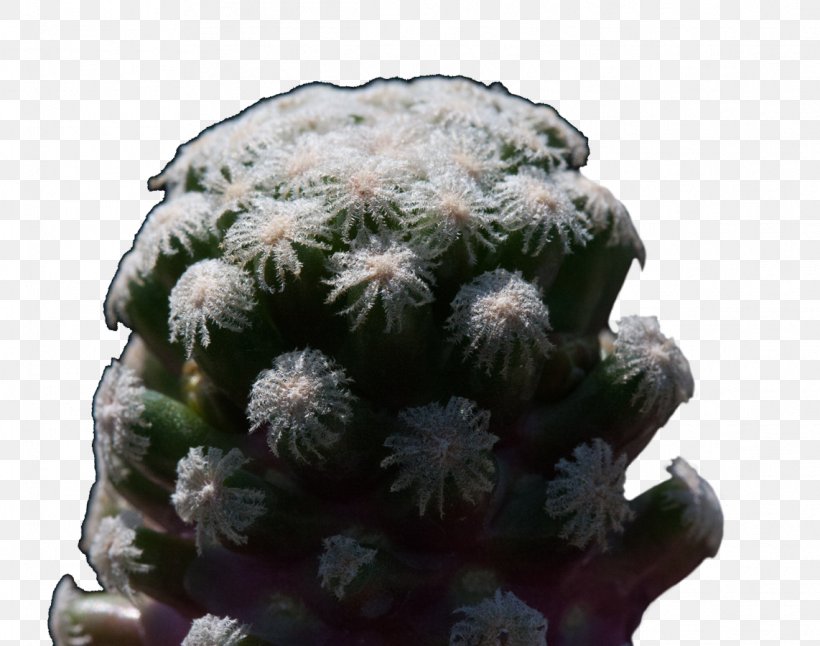 Prickly Pear Flowerpot Strawberry Hedgehog Cactus Houseplant, PNG, 1142x900px, Prickly Pear, Cactus, Caryophyllales, Flowering Plant, Flowerpot Download Free
