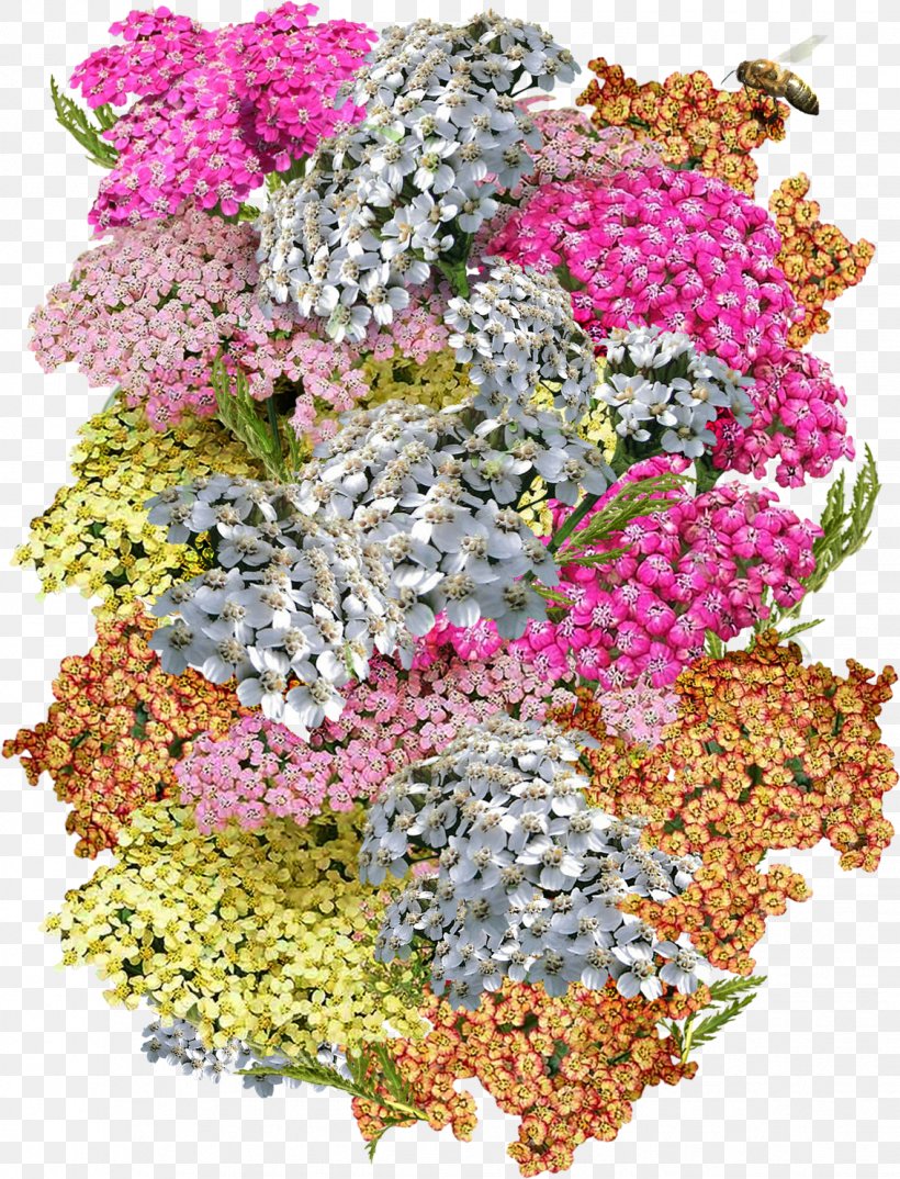 Yarrow Plants Floral Design Love-Lies-Bleeding Herb, PNG, 1133x1485px, Yarrow, Anthriscus, Bouquet, Chervil, Cornales Download Free