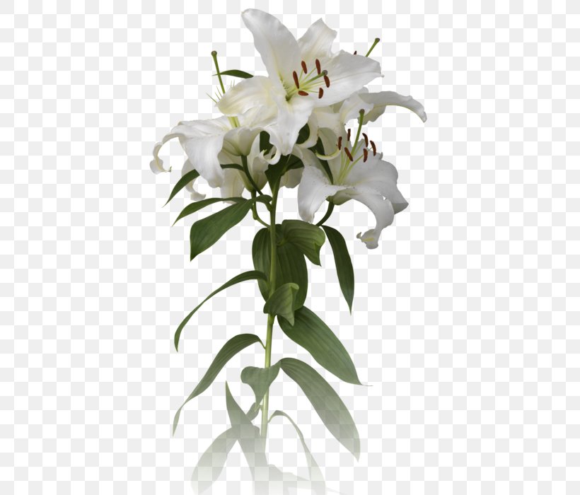 Cut Flowers Plant Stem, PNG, 410x700px, Cut Flowers, Flower, Flowering Plant, Lily, Plant Download Free