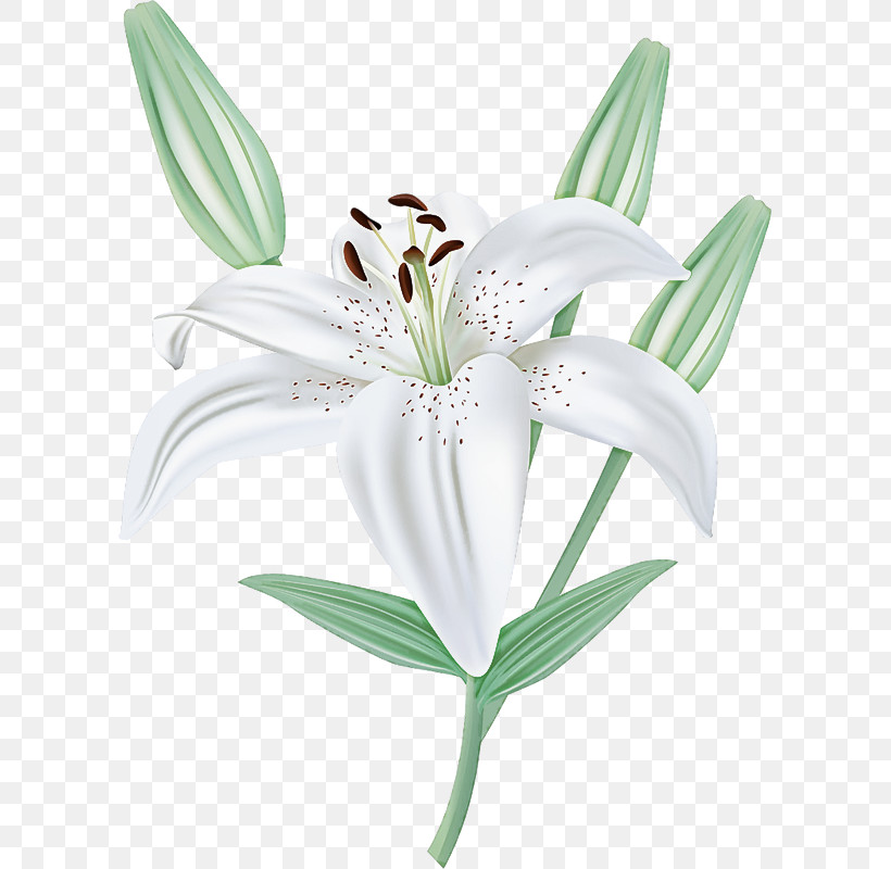 Flower Lily Plant Petal Stargazer Lily, PNG, 601x800px, Flower, Amaryllis Belladonna, Amaryllis Family, Crinum, Cut Flowers Download Free