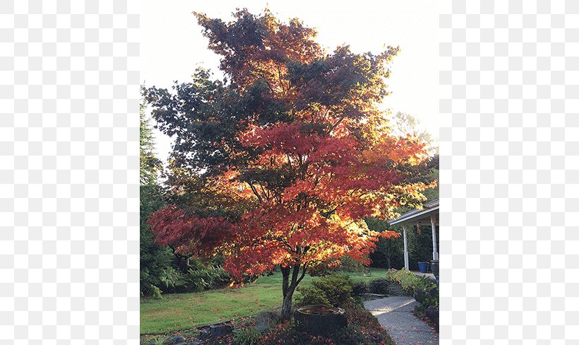 Japanese Maple Broad-leaved Tree Oak Deciduous, PNG, 650x488px, Japanese Maple, Autumn, Biome, Broadleaved Tree, Deciduous Download Free