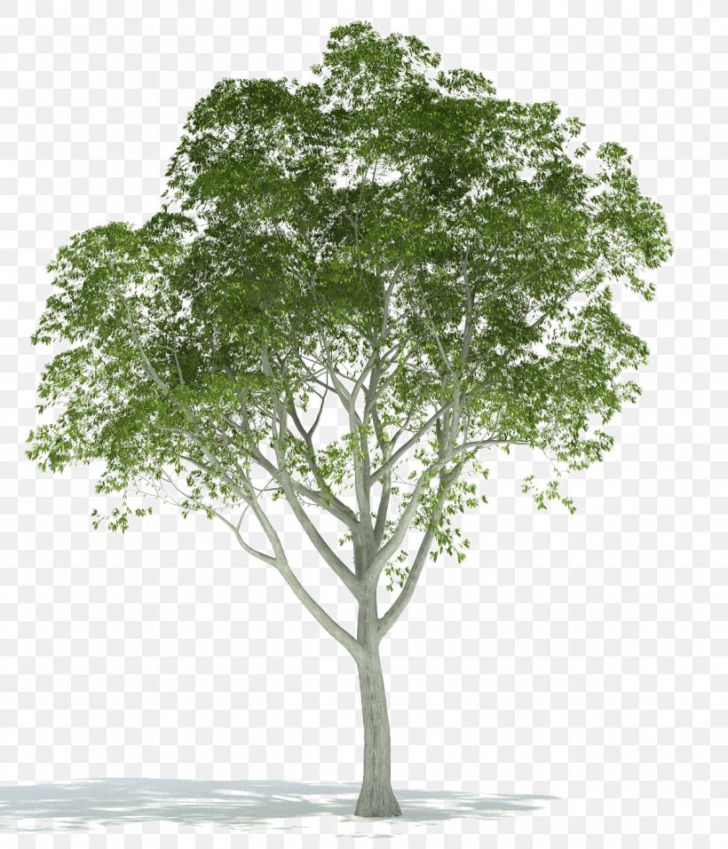 Architectural Rendering Tree Image 3D Computer Graphics, PNG, 1195x1395px, 3d Computer Graphics, 3d Rendering, Rendering, Architectural Rendering, Architecture Download Free