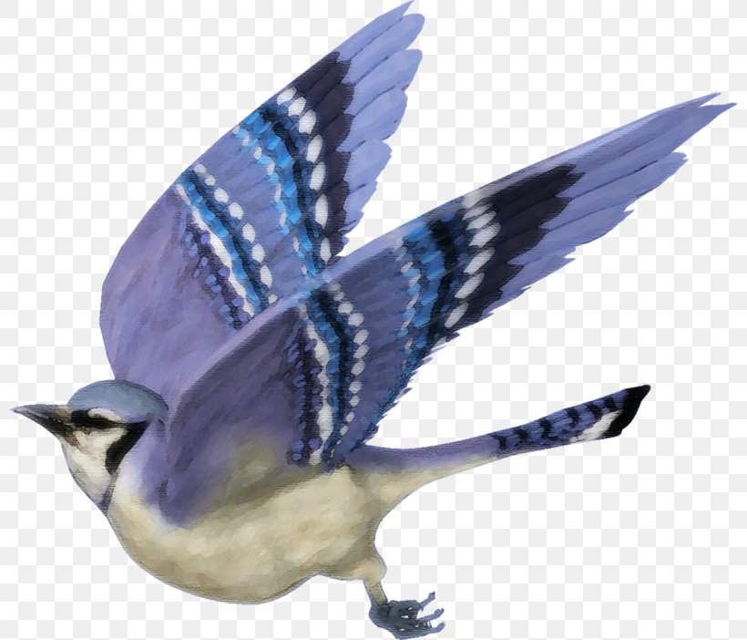 Blue Jay Bird Clip Art, PNG, 800x702px, Blue Jay, Animal, Art, Beak, Bird Download Free
