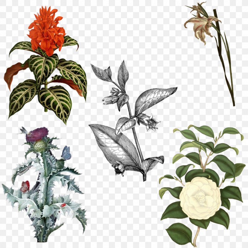Botanist's Repository, For New, And Rare Plants Picture Frames Illustration Design, PNG, 1024x1024px, Plants, Botanical Illustration, Botany, Branch, Childrens Room Download Free