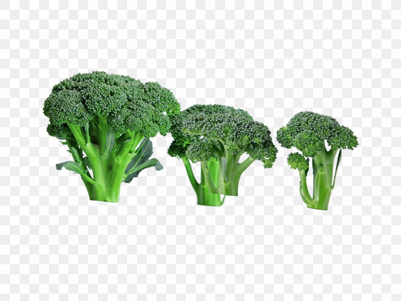 Broccoli Food Vegetable, PNG, 4000x3000px, Broccoli, Beef Chow Fun, Bell Pepper, Brassica Oleracea, Flowerpot Download Free