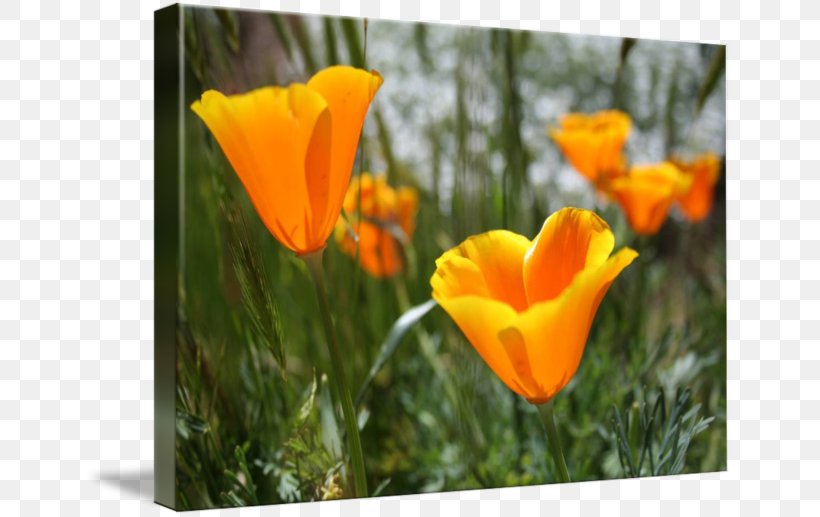 California Poppy Poppy Shower Curtain Meadow Yellow, PNG, 650x517px, California Poppy, Annual Plant, Computer, Coquelicot, Curtain Download Free