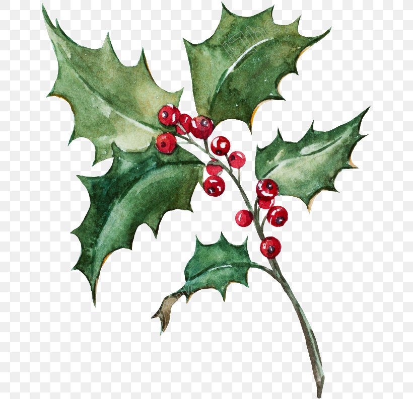 Holly, PNG, 660x793px, Holly, American Holly, Flower, Hollyleaf Cherry, Leaf Download Free