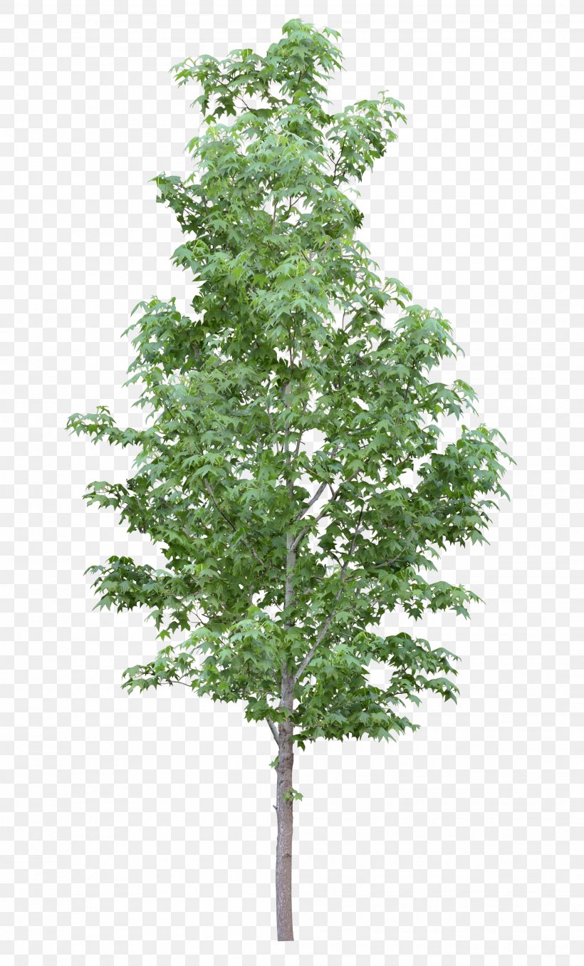 Amelanchier Arborea Branch Tree Amelanchier Lamarckii Shrub, PNG, 2115x3500px, Amelanchier Arborea, Amelanchier Lamarckii, Birch, Branch, Canopy Download Free